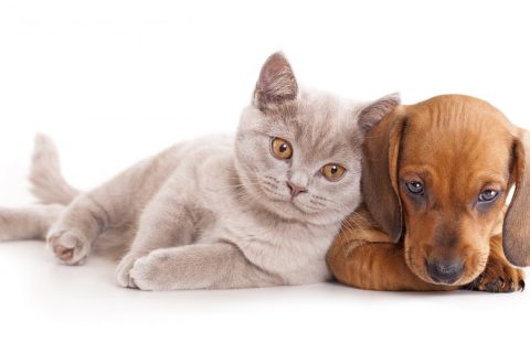 5 bệnh thường gặp ở thú cưng – Bạn nuôi chó mèo nên biết